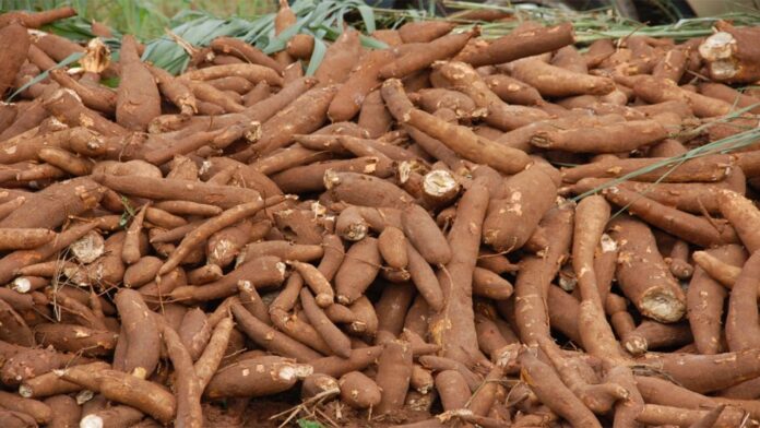 Nigerian Government trains farmers on cassava value chain production in Abia