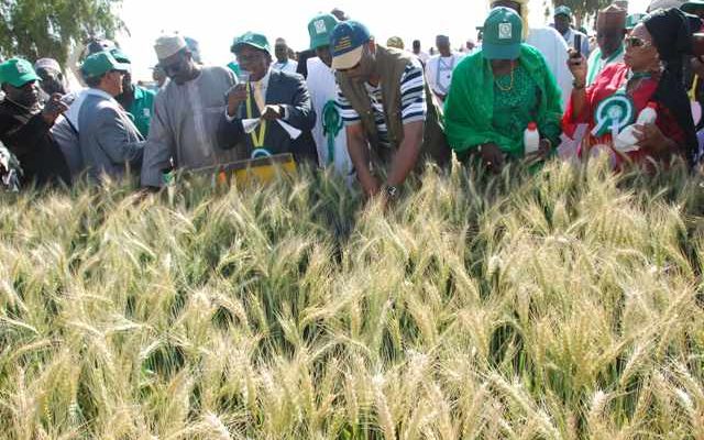 FMAN, CBN support 150,000 wheat farmers in 15 states