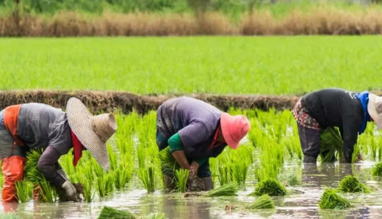 Farmers urge Nigerian Govt to ensure predictable market by controlling rice prices