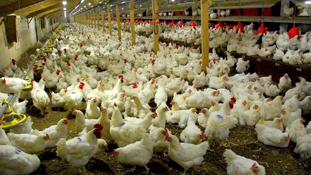 Over 400 poultry farms shut down in Katsina over insecurity