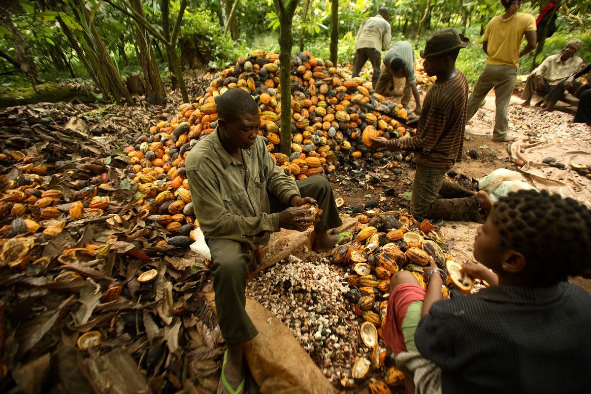 Nigeria Govt Seeks to Bar Foreigners from Buying Food Commodities at Farm Gate