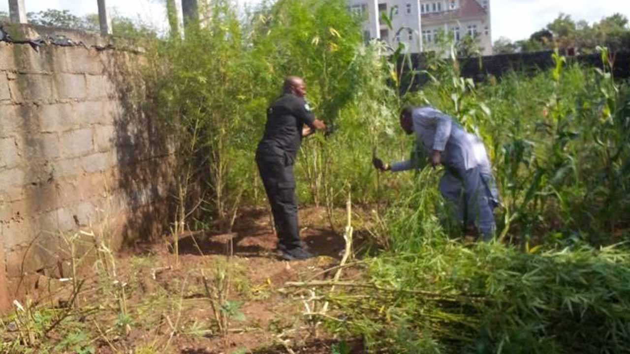 Police arrest suspected owner of cannabis farm in Abuja