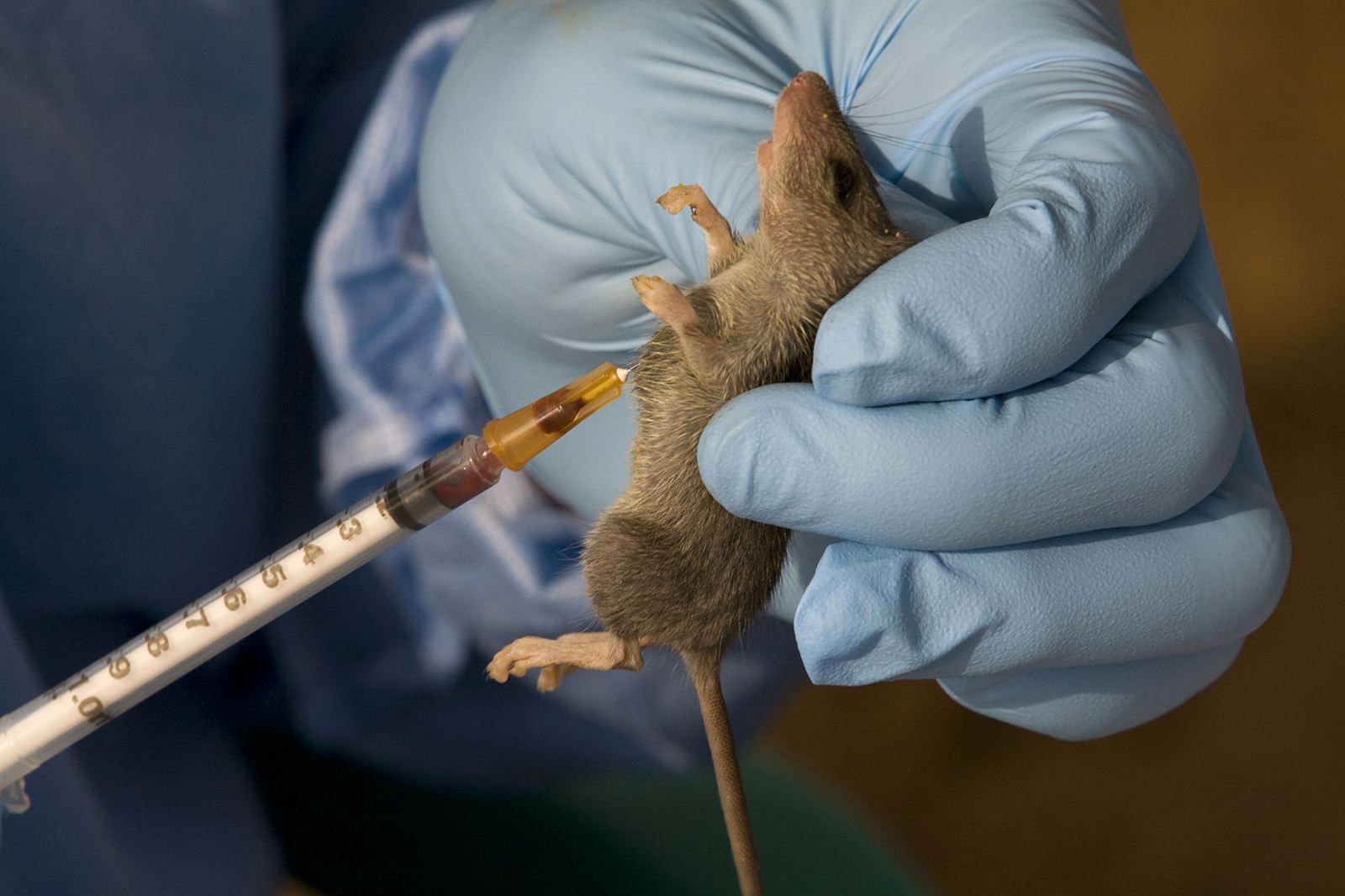 NCDC  records eight new Lassa fever infections, one death