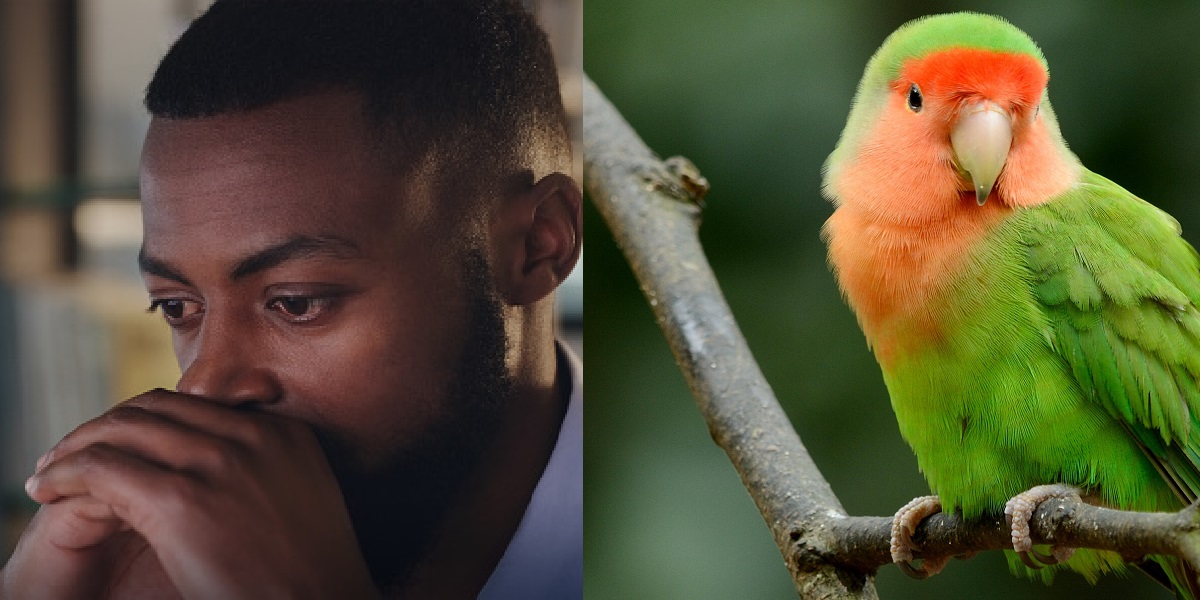 Nigerian man deported for killing parrot 1 month after relocating to Canada