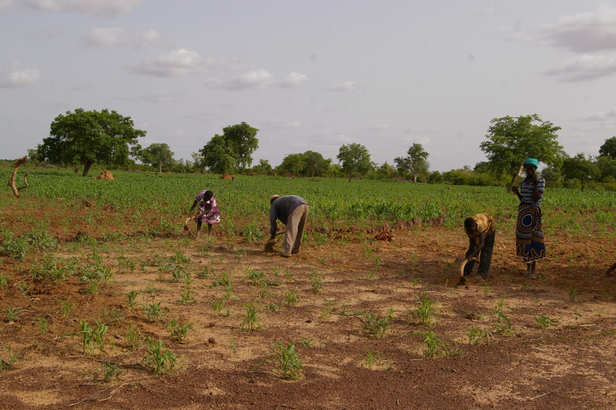 THE FUTURE OF WEST AFRICAN AGRICULTURE