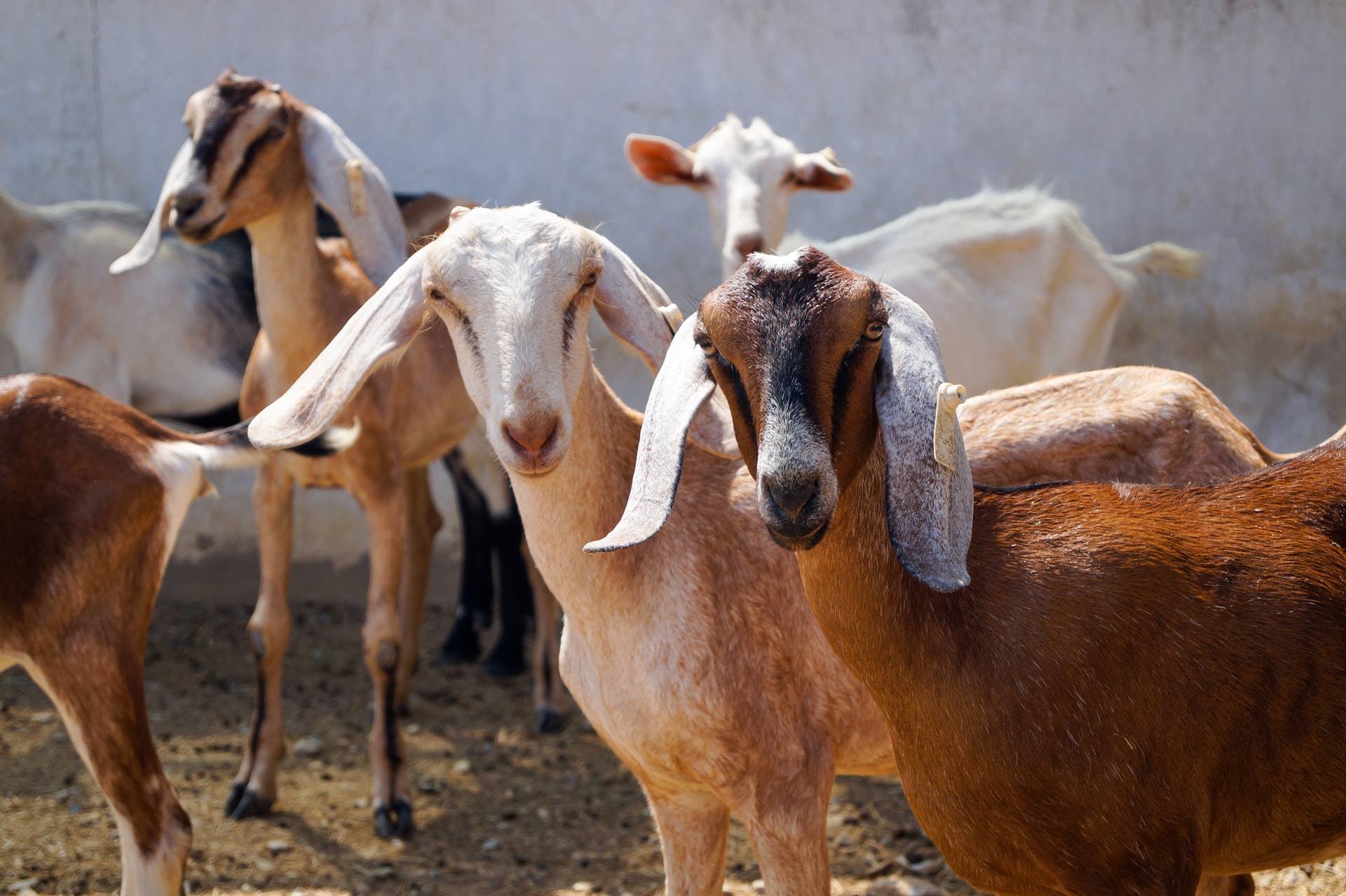 NDE trains 50 Imo youths in goat production