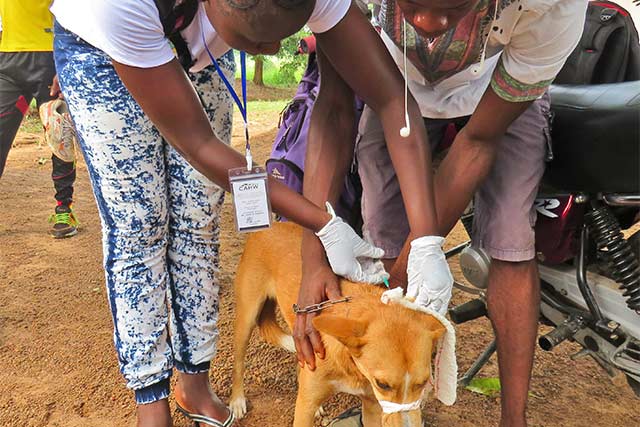 Ebonyi records 8 cases of rabies in 9 months