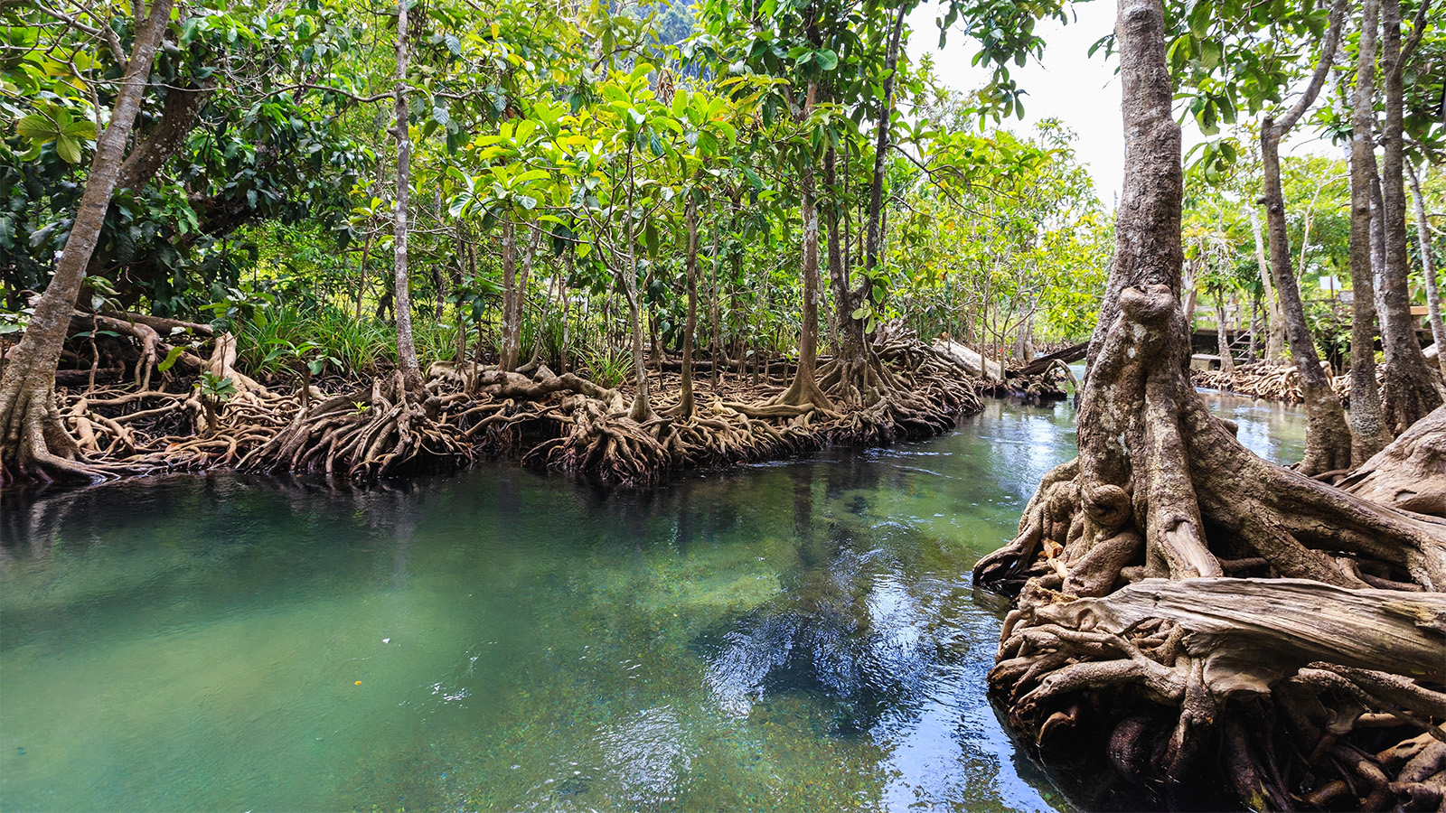 Nigerian Govt, ECOWAS, others partner to restore degraded ecosystem