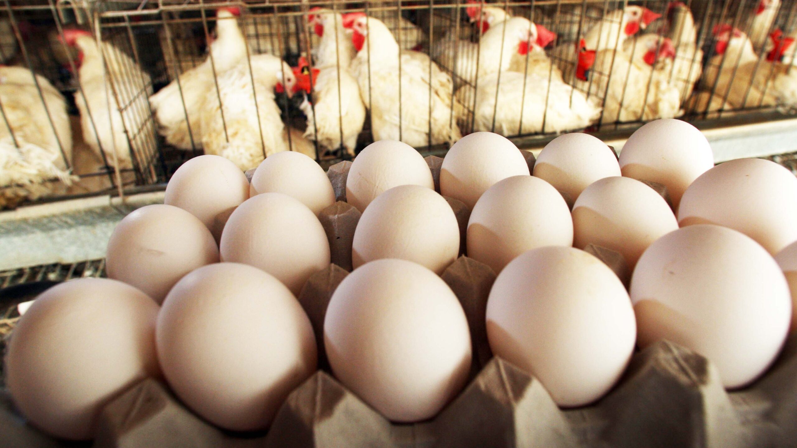 PAN attributes eggs scarcity to low productivity output