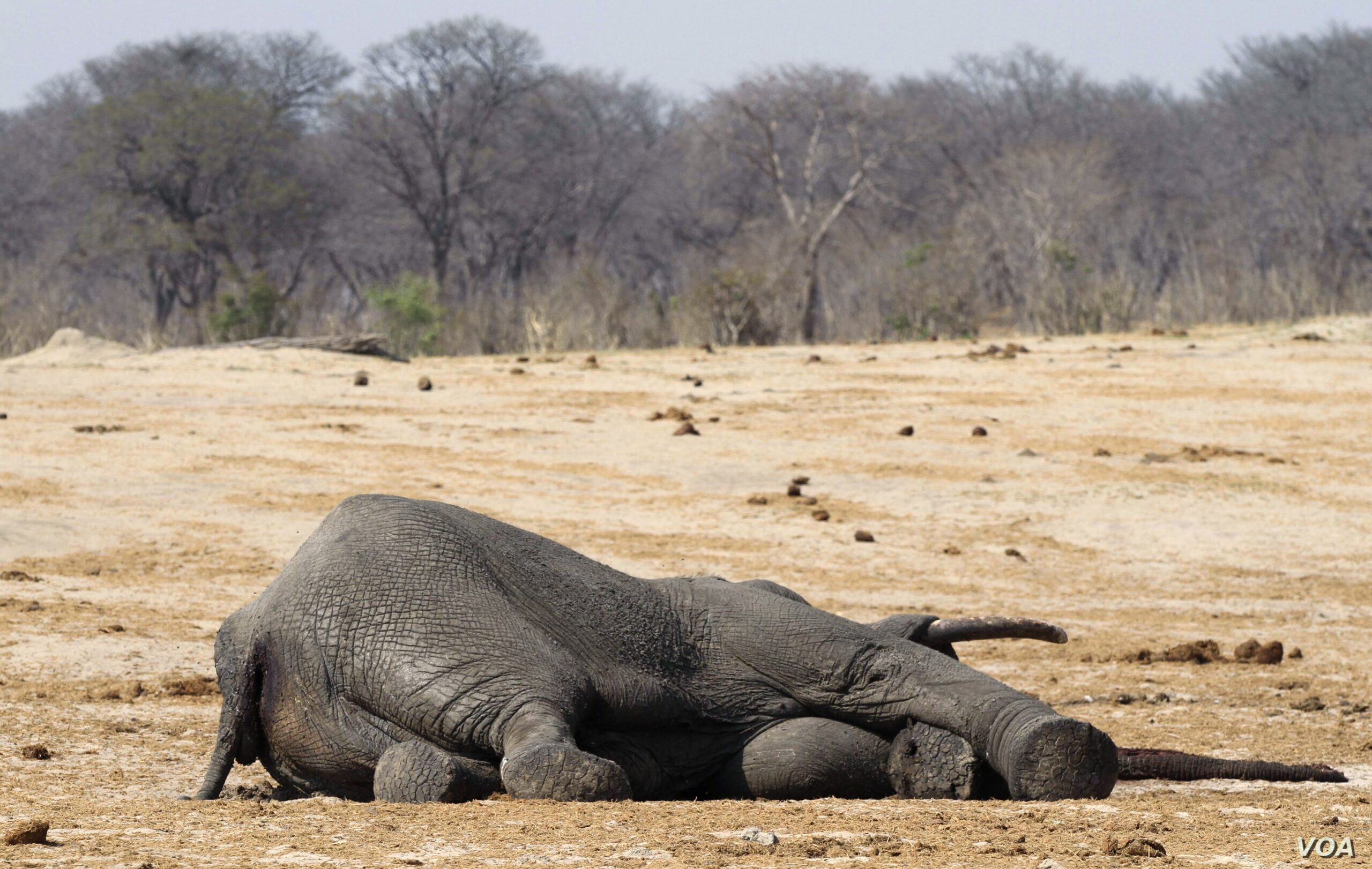 Drought kills more than 200 elephants in Kenya