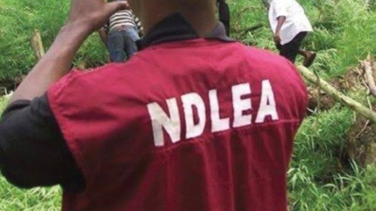 NDLEA recovers 8 tons of Indian hemp, 8,000 bottles of codeine in 8 states