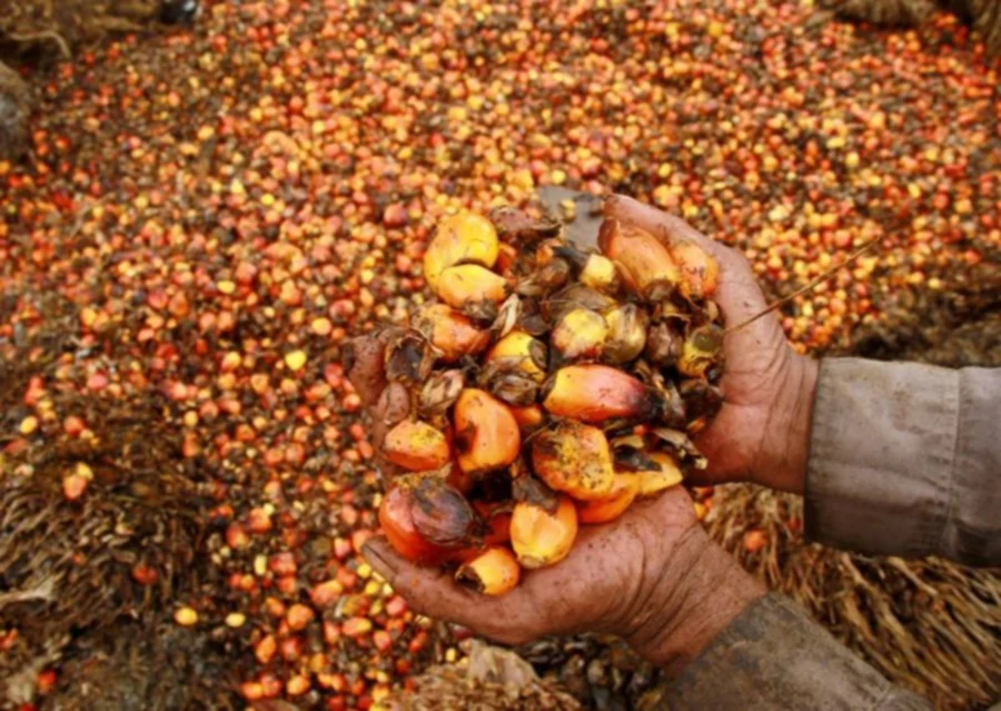 Malaysian analysts expect lower crude palm oil prices in 2023