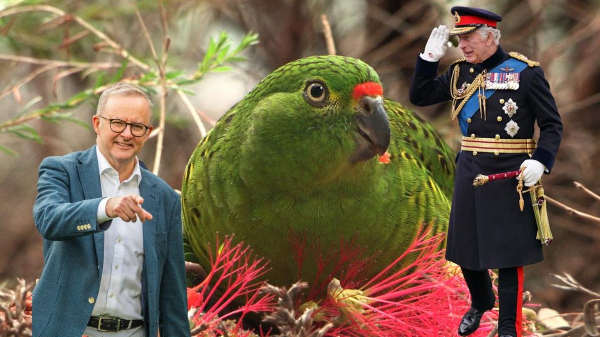 Australia gifts King Charles $10,000 donation for WA endangered parrot