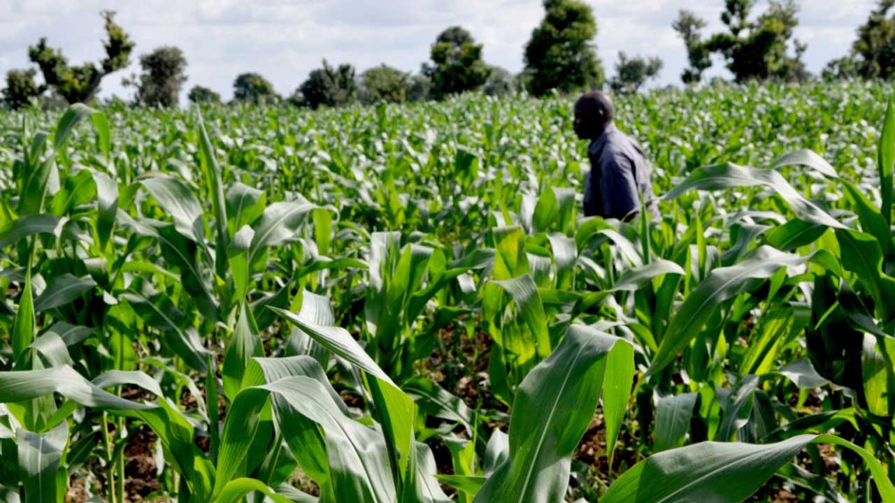 Nigerian govt pledges to create agricultural hubs nationwide