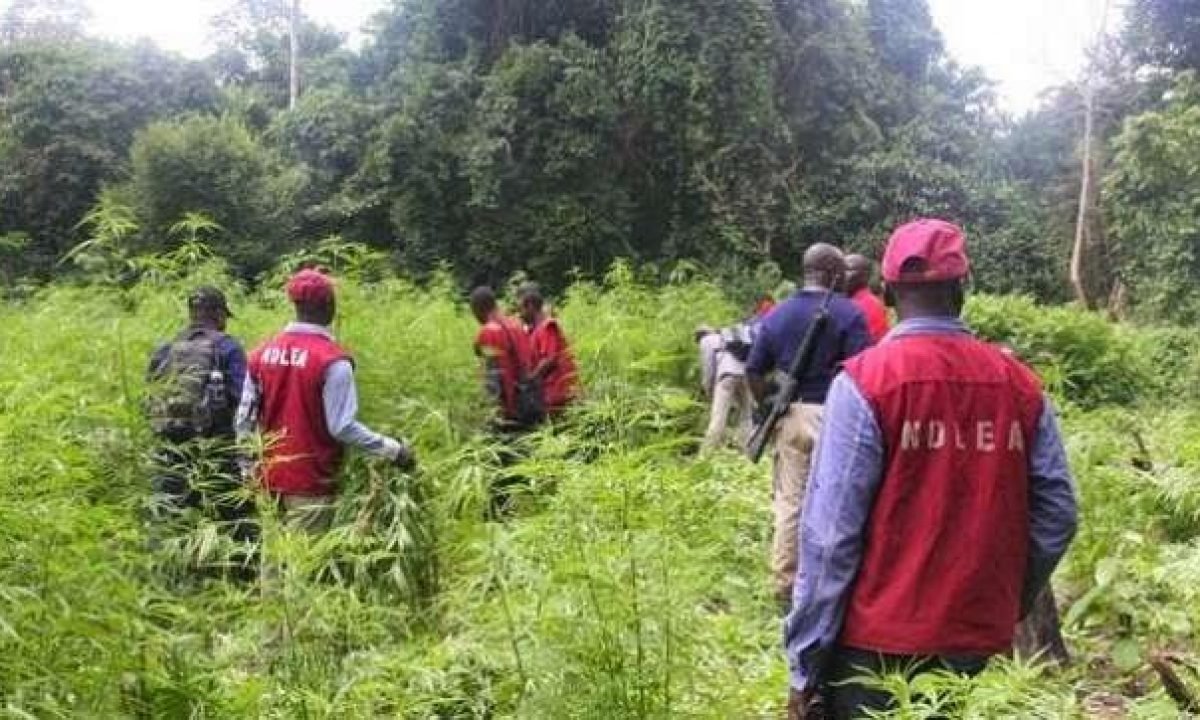 NDLEA destroys eight hectares of cannabis farms in Edo