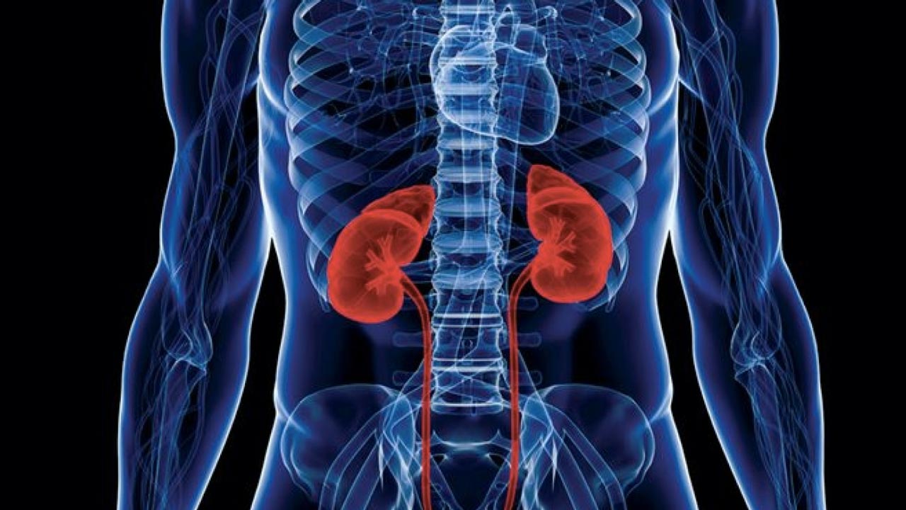 CSOs raise concern over growing cases of kidney disease in Borno