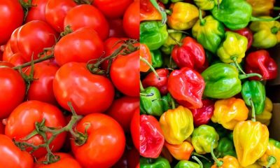 I earn N7m annually from growing tomatoes, pepper — Gombe farmer