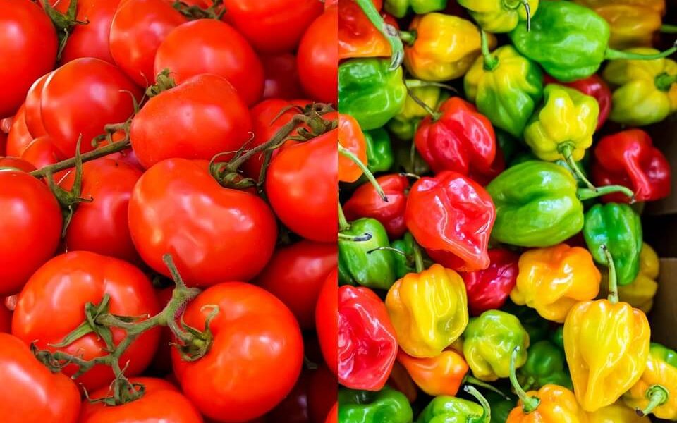 I earn N7m annually from growing tomatoes, pepper — Gombe farmer